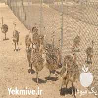 فروش شترمرغ های کانادایی در اصفهان در گروه مرغ و خروس و بوقلمون و اردک قو قاز در یکمیوه