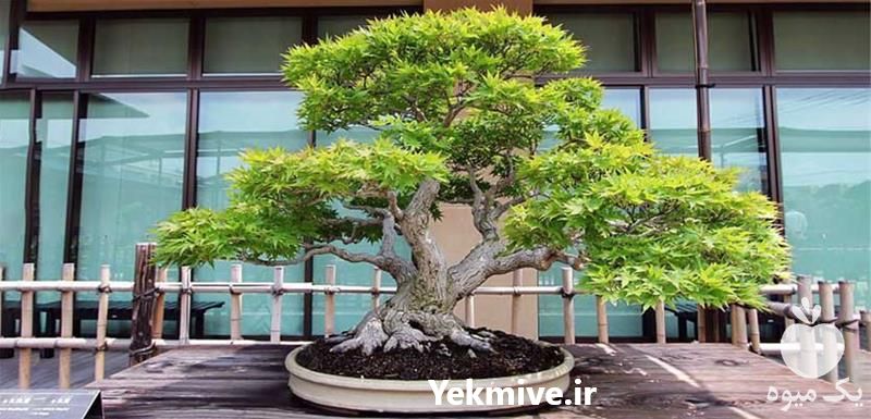 قیمت خرید انواع بونسای در تهران در گروه خرید فروش عمده گیاهان زینتی - گرمسیری آپارتمانی باغچه آب در یکمیوه -عکس1