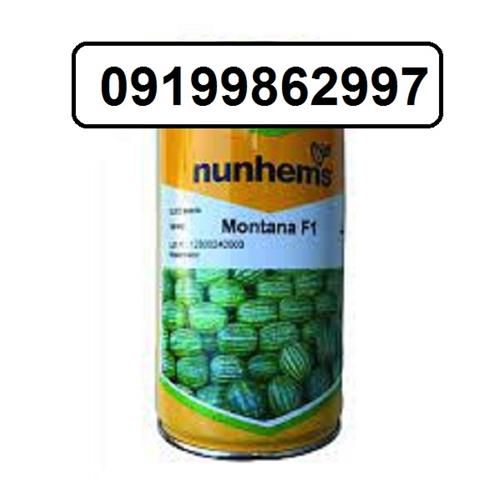 فروش بذر هندوانه مونتانا در کرمان  در گروه خرید فروش بذر - انواع محصول کشاورزی گوجه کتان میوه درخت در یکمیوه -عکس1