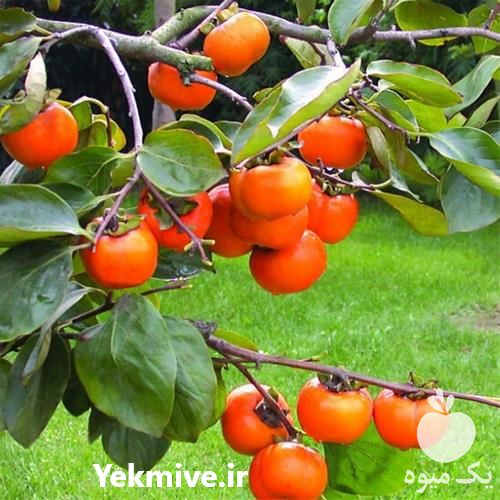 خرید نهال خرمالو انبه ای در گروه خرید فروش نهال - انواع گردو پسته بادام سلطانی انگور در یکمیوه -عکس1