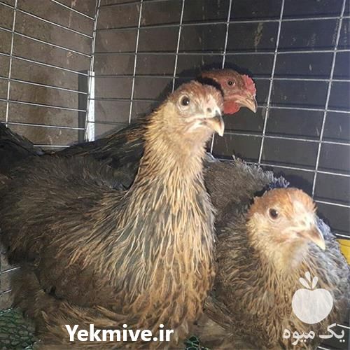 قیمت خرید تخم نطفه دار در گروه انواع تخم ها - مرغ بوقلمون پرنده عمده کشاورزی در یکمیوه -عکس1