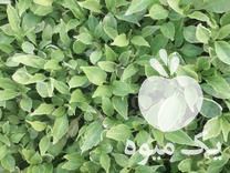 فروش بوته فلفل شیرین شمشیری در جویبار در گروه خرید فروش عمده فلفل - دلمه سبز رنگی پاریریکا هالوپینو کاین در یکمیوه -عکس1