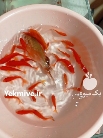 فروش ماهی قرمز مخلوط در جیرفت در گروه انواع ماهی - سالمون شیر کپور قرمز شوریده سفید گوپی مرکب در یکمیوه -عکس1