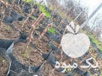 فروش نهال ترش کیوی تلخ خیاری در گیلان در گروه خرید فروش نهال - انواع گردو پسته بادام سلطانی انگور در یکمیوه -عکس1