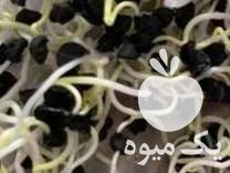 فروش بذر پیاز قرمز در گروه خرید فروش عمده پیاز - قرمز سفید زرد ترشی تازه انباری در یکمیوه -عکس1