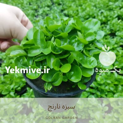 سبزه نارنج در بابل  در گروه خرید فروش عمده گیاهان زینتی - گرمسیری آپارتمانی باغچه آب در یکمیوه -عکس1