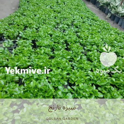 سبزه نارنج در بابل  در گروه خرید فروش عمده گیاهان زینتی - گرمسیری آپارتمانی باغچه آب در یکمیوه -عکس2