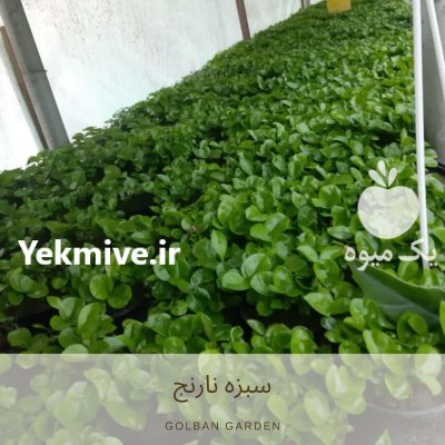 سبزه نارنج در بابل  در گروه خرید فروش عمده گیاهان زینتی - گرمسیری آپارتمانی باغچه آب در یکمیوه -عکس3