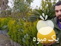 فروش نهال سلطان مرکبات تو سرخ در ساری در گروه خرید فروش نهال - انواع گردو پسته بادام سلطانی انگور در یکمیوه -عکس1