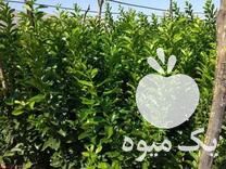قیمت خرید نهال نهالستان درخت لیمو پرتقال سرونخل نارنگی در گروه خرید فروش نهال - انواع گردو پسته بادام سلطانی انگور در یکمیوه -عکس1