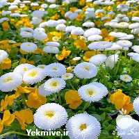 فروشگاه بذر گل & 8211 ; فروش بذر گل های زینتی در تهران در گروه خرید فروش بذر - انواع محصول کشاورزی گوجه کتان میوه درخت در یکمیوه