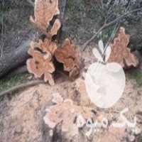 قیمت خرید چوب درخت زیتون در تهران در گروه خرید فروش عمده چوب و زغال- زغال چوب گردو تبریزی خام در یکمیوه