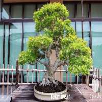 قیمت خرید انواع بونسای در تهران در گروه خرید فروش عمده گیاهان زینتی - گرمسیری آپارتمانی باغچه آب در یکمیوه