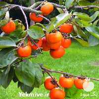 خرید نهال خرمالو انبه ای در گروه خرید فروش نهال - انواع گردو پسته بادام سلطانی انگور در یکمیوه