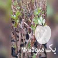 تولید و فروش نهال انواع انگور در کاشمر در گروه خرید فروش نهال - انواع گردو پسته بادام سلطانی انگور در یکمیوه