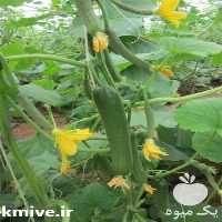 قیمت خرید و ارسال بذر خیار گوهر در گروه خرید فروش بذر - انواع محصول کشاورزی گوجه کتان میوه درخت در یکمیوه