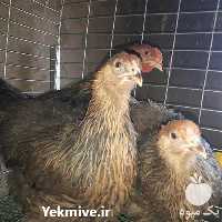 قیمت خرید تخم نطفه دار در گروه انواع تخم ها - مرغ بوقلمون پرنده عمده کشاورزی در یکمیوه