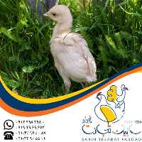 آگهی مشابه قیمت خرید جوجه بوقلمون بیوتی گوشتی در تهران در گروه مرغ و خروس و بوقلمون و اردک قو قاز در یکمیوه