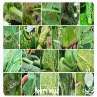 قیمت خرید حشره کش شته خیار در گروه خرید فروش کود و مواد شیمیایی - اوره پتاس مرغی کمپوست آهن در یکمیوه