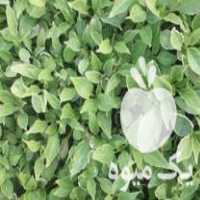 فروش بوته فلفل شیرین شمشیری در جویبار در گروه خرید فروش عمده فلفل - دلمه سبز رنگی پاریریکا هالوپینو کاین در یکمیوه