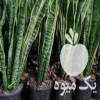 قیمت خرید گل سانسوریا ابلق سطل سه ریشه پر و در حال تولید پاجوش در گروه خرید فروش عمده گیاهان زینتی - گرمسیری آپارتمانی باغچه آب در یکمیوه