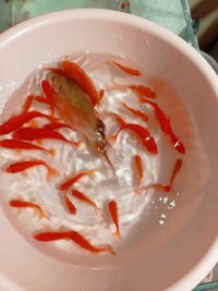 فروش ماهی قرمز مخلوط در جیرفت در گروه انواع ماهی - سالمون شیر کپور قرمز شوریده سفید گوپی مرکب در یکمیوه