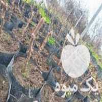 فروش نهال ترش کیوی تلخ خیاری در گیلان در گروه خرید فروش نهال - انواع گردو پسته بادام سلطانی انگور در یکمیوه