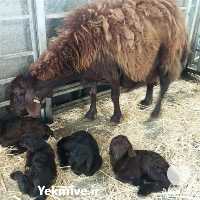 قیمت خرید فوری بره ماده افشاری در گروه گاو و گوسفند و میش و بز کهره گوساله سمینتال در یکمیوه