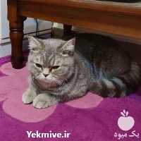 فروش پانسیون گربه نگهداری خانگی گربه در گروه سگ و گربه _ نگهبان هاسکی ژرمن دوبرمن سرابی در یکمیوه