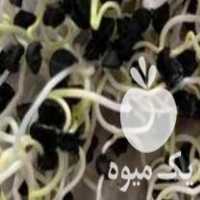 فروش بذر پیاز قرمز در گروه خرید فروش عمده پیاز - قرمز سفید زرد ترشی تازه انباری در یکمیوه