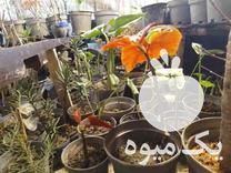 فروش انواع گل های تزئینی کادویی و اپارتمانی  تحداد 250 300 در گروه خرید فروش عمده گیاهان زینتی - گرمسیری آپارتمانی باغچه آب در یکمیوه -عکس1