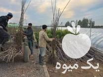 قیمت خرید بن بالا نهال در معتبر ترین نهالستان تبریز در تهران در گروه خرید فروش نهال - انواع گردو پسته بادام سلطانی انگور در یکمیوه -عکس1