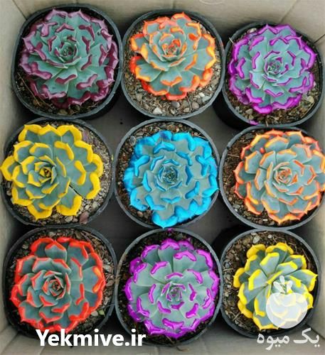 پرورش و فروش گل و گیاه در بوشهر در گروه خرید فروش عمده گیاهان زینتی - گرمسیری آپارتمانی باغچه آب در یکمیوه -عکس1