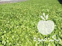 قیمت خرید نشا کاهو رسمی و سالادی درجه یک در گروه خرید فروش عمده کاهو - رسمی پیچ سالادی فرانسوی چینی قرمز در یکمیوه -عکس1