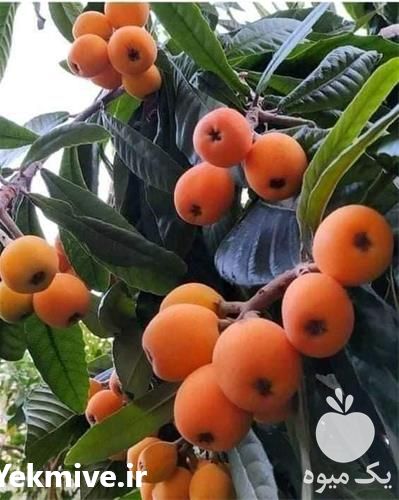 قیمت خرید انواع نهال خرمالو درجه یک در گروه خرید فروش نهال - انواع گردو پسته بادام سلطانی انگور در یکمیوه -عکس1