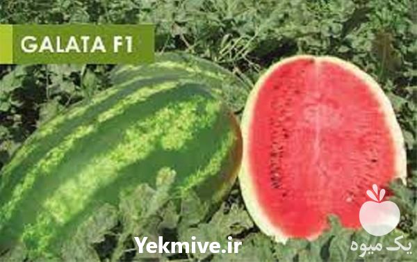 قیمت خرید بذر هندوانه گالاتا در گروه خرید فروش بذر - انواع محصول کشاورزی گوجه کتان میوه درخت در یکمیوه -عکس1