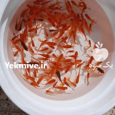 ماهی قرمز به قیمت لب استخر در سیرجان در گروه انواع ماهی - سالمون شیر کپور قرمز شوریده سفید گوپی مرکب در یکمیوه -عکس1