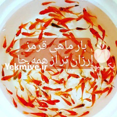 ماهی قرمز به قیمت لب استخر در سیرجان در گروه انواع ماهی - سالمون شیر کپور قرمز شوریده سفید گوپی مرکب در یکمیوه -عکس2