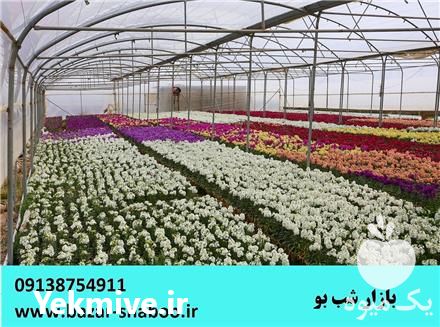 قیمت خرید ویژه گل شب بو بصورت عمده در گروه خرید فروش عمده گیاهان زینتی - گرمسیری آپارتمانی باغچه آب در یکمیوه -عکس1