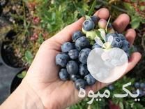 فروش نهال بلوبری سان شاین بلو در ساری در گروه خرید فروش نهال - انواع گردو پسته بادام سلطانی انگور در یکمیوه -عکس1