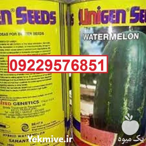 قیمت خرید بذر هندوانه یونی ژن اصل قیمت مناسب در یزد در گروه خرید فروش بذر - انواع محصول کشاورزی گوجه کتان میوه درخت در یکمیوه -عکس1