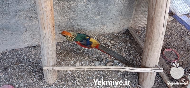 قیمت خرید قرقاول بلژیکی در اصفهان در گروه انواع پرنده - زینتی عروس هما مینا طوطی مرغ عشق در یکمیوه -عکس1