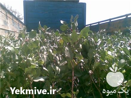 قیمت خرید نهال پسته گلدانی در گروه خرید فروش نهال - انواع گردو پسته بادام سلطانی انگور در یکمیوه -عکس1