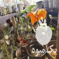 فروش انواع گل های تزئینی کادویی و اپارتمانی  تحداد 250 300 در گروه خرید فروش عمده گیاهان زینتی - گرمسیری آپارتمانی باغچه آب در یکمیوه