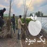 قیمت خرید بن بالا نهال در معتبر ترین نهالستان تبریز در تهران در گروه خرید فروش نهال - انواع گردو پسته بادام سلطانی انگور در یکمیوه