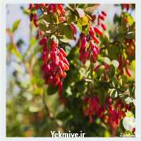 فروش نهال زرشک دنسی فلورا در گروه خرید فروش نهال - انواع گردو پسته بادام سلطانی انگور در یکمیوه