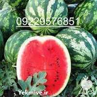 فروش بذر هندوانه B 32 در خوزستان در گروه خرید فروش بذر - انواع محصول کشاورزی گوجه کتان میوه درخت در یکمیوه