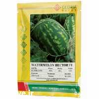 قیمت خرید بذر هندوانه هکتور در گروه خرید فروش بذر - انواع محصول کشاورزی گوجه کتان میوه درخت در یکمیوه