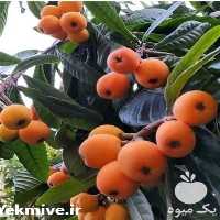 قیمت خرید انواع نهال خرمالو درجه یک در گروه خرید فروش نهال - انواع گردو پسته بادام سلطانی انگور در یکمیوه