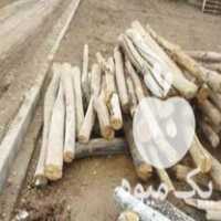 خرید چوب سقفی و درخت در تکاب در گروه خرید فروش عمده چوب و زغال- زغال چوب گردو تبریزی خام در یکمیوه